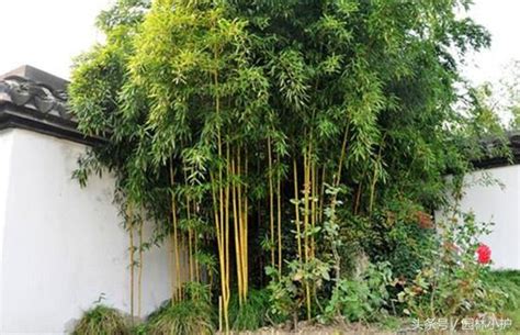 觀賞竹品種 前陽台門